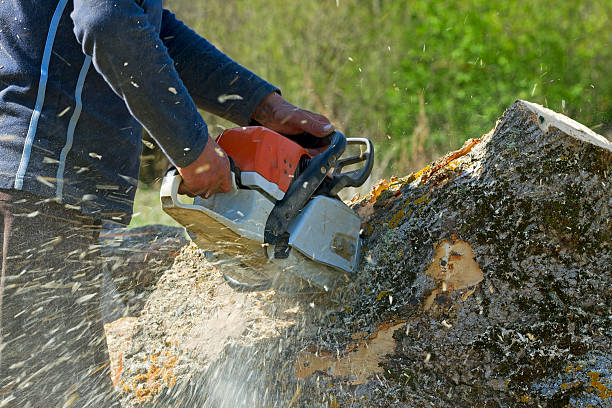 Best Tree Trimming and Pruning  in Dillon, MT